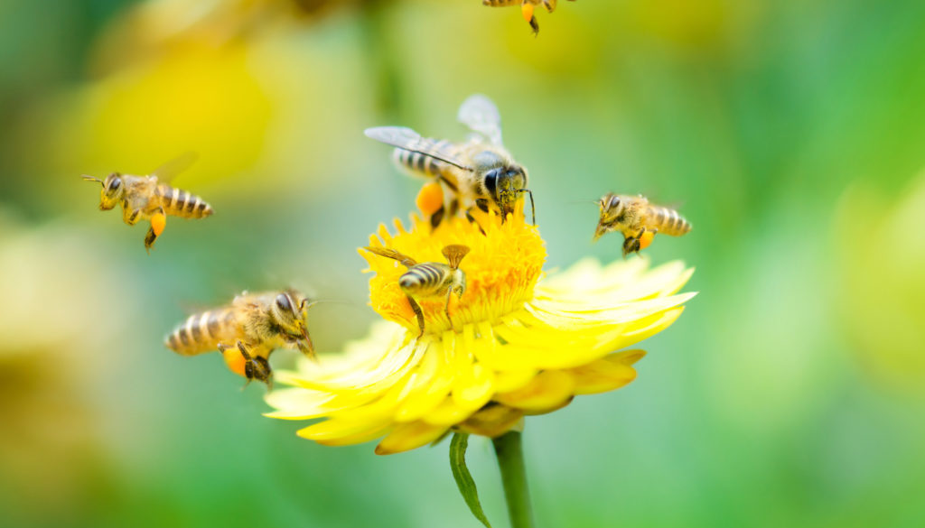 Group of bees on a flower